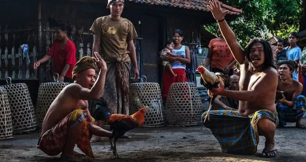 Ang nakaugalian na kultura ng sabong sa Bali, Indonesia